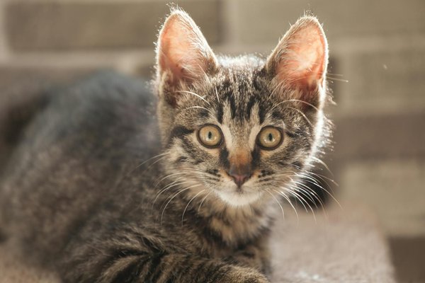 Hoe kunnen we bijdragen aan het behoud van zeeleven?